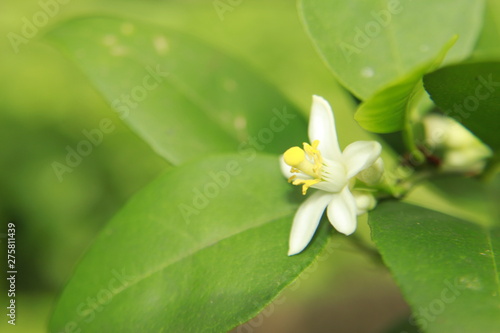  Macro closeup of white color Lemon (Citrus limon) flower. lemon blossom on tree.