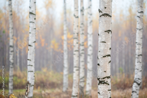 Canvas-taulu Birch forest in fog. Autumn view. Focus in foreground tree trunk.