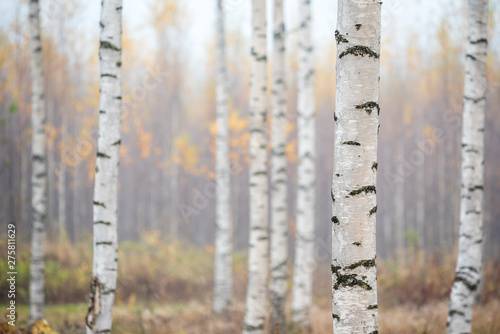 Birch forest in fog. Autumn view. Focus in foreground tree trunk.