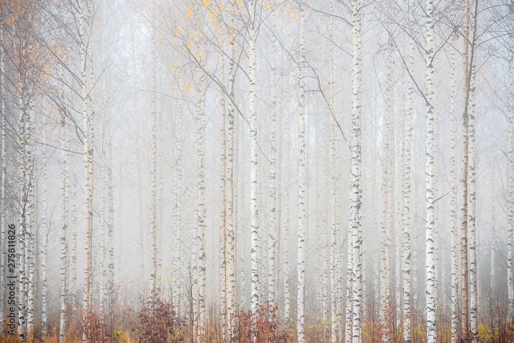 Birch forest in fog. Autumn landscape in Finland. - obrazy, fototapety, plakaty 