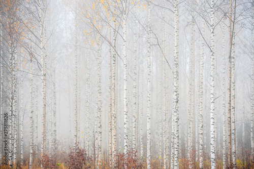 Birch forest in fog. Autumn landscape in Finland. Fototapet