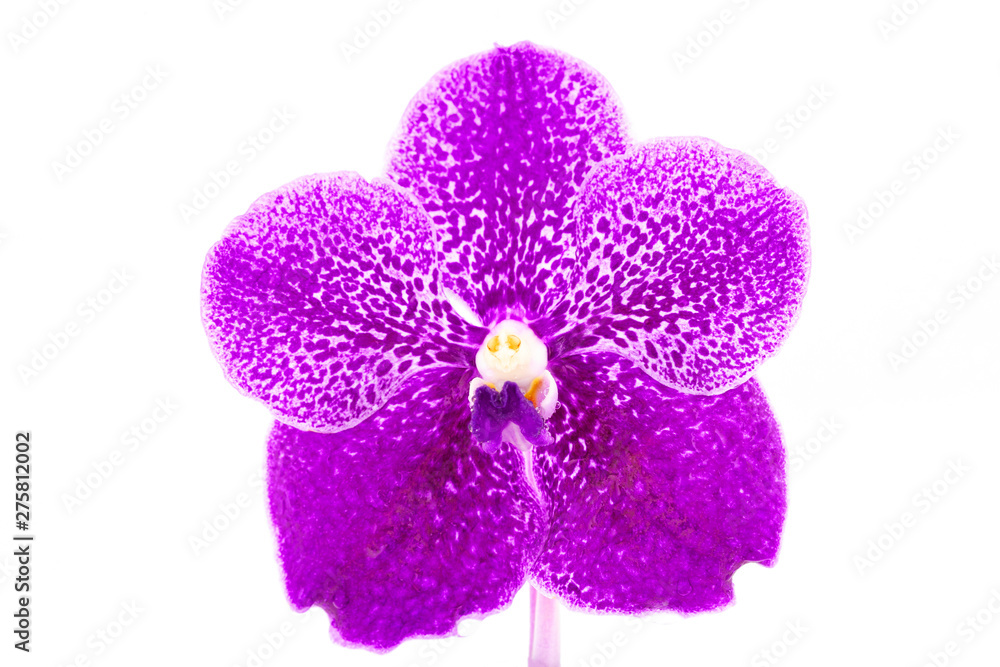 Beautiful Purple orchid flower with water drop isolated on white background Beautiful Purple orchid flower with water drop isolated on white background