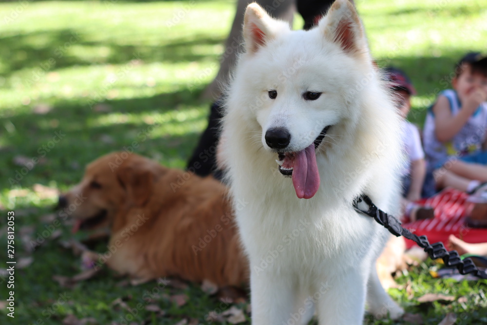 Obraz premium samoieda - cachorro, parque