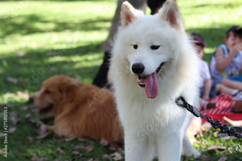 samoieda - cachorro, parque