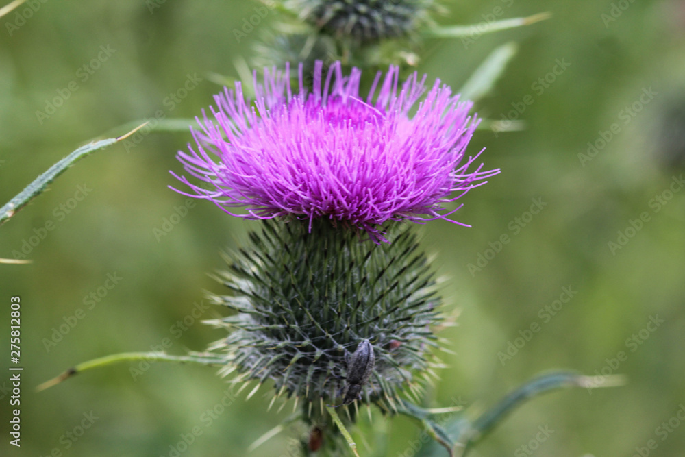 Cirsium vulgare flower, the spear thistle, bull thistle, or common thistle, blooming in summer Cirsium vulgare flower, the spear thistle, bull thistle, or common thistle, blooming in summer