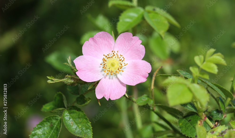 Sweet Brier (Rosa rubiginosa) flower blooming, also known as sweetbriar rose, sweet briar or eglantine Sweet Brier (Rosa rubiginosa) flower blooming, also known as sweetbriar rose, sweet briar or eglantine