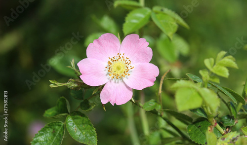 Sweet Brier (Rosa rubiginosa) flower blooming, also known as sweetbriar rose, sweet briar or eglantine photo