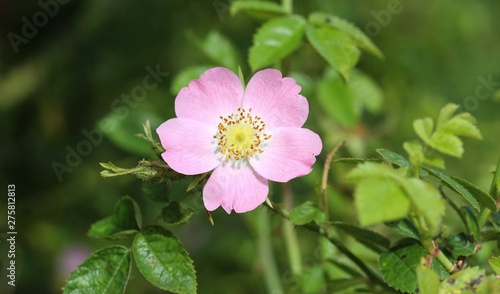 Sweet Brier (Rosa rubiginosa) flower blooming, also known as sweetbriar rose, sweet briar or eglantine