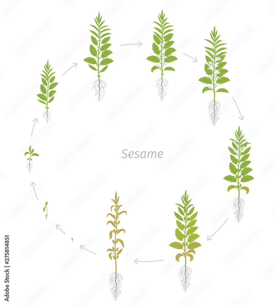 Round crop stages of Sesame plant. New, modern and improved plant specie. Also called benne. Sesamum indicum. Circular animation progression.