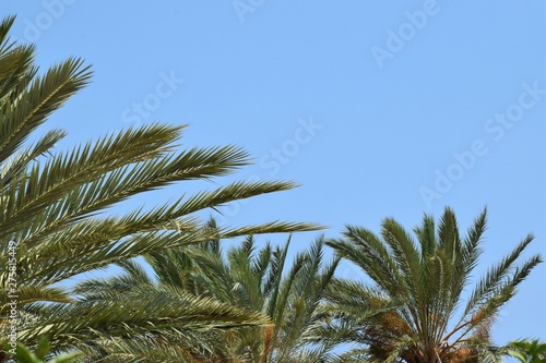 Beaut  ful Green palm leaf background