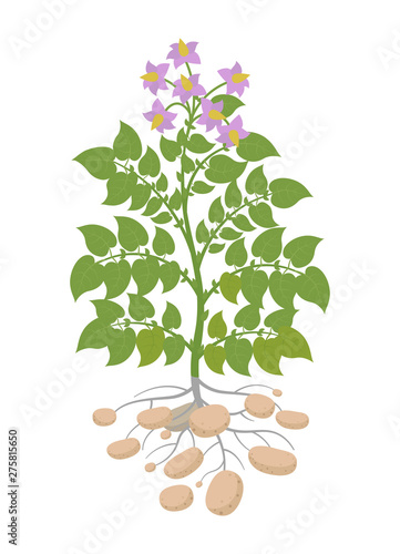 Potatoes plant. Spud plants. Harvest potato. One bush with tubers.