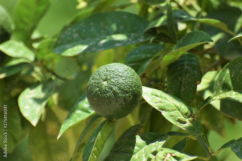 Fototapeta premium Green lime in the garden