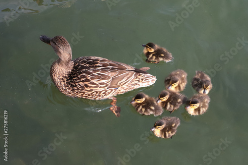 anatra e piccoli d'anatra in acqua photo