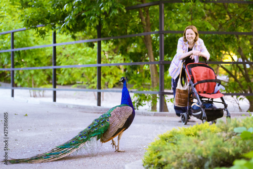 Peacock walks on walkway in a park, young woman looks at the beautiful excotic bird in summer. Concept of animal, people. photo