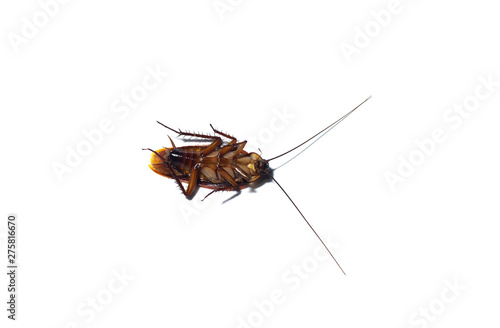 Cockroaches isolated on a white background © Chanin