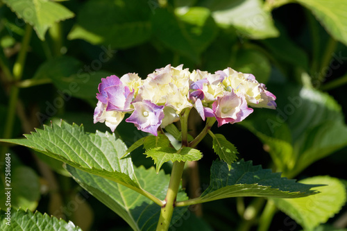 Wallpaper Mural Floraison abondante et spectaculaire de l'hortensia des jardins (Hydrangea macrophylla 'Magical') Torontodigital.ca
