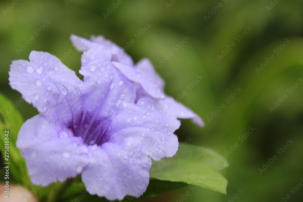 Funnel shaped violet colored flowers of Ruellia tuberosa, also known as minnieroot, fever root, snapdragon root, sheep potato. Funnel shaped violet colored flowers of Ruellia tuberosa, also known as minnieroot, fever root, snapdragon root, sheep potato.