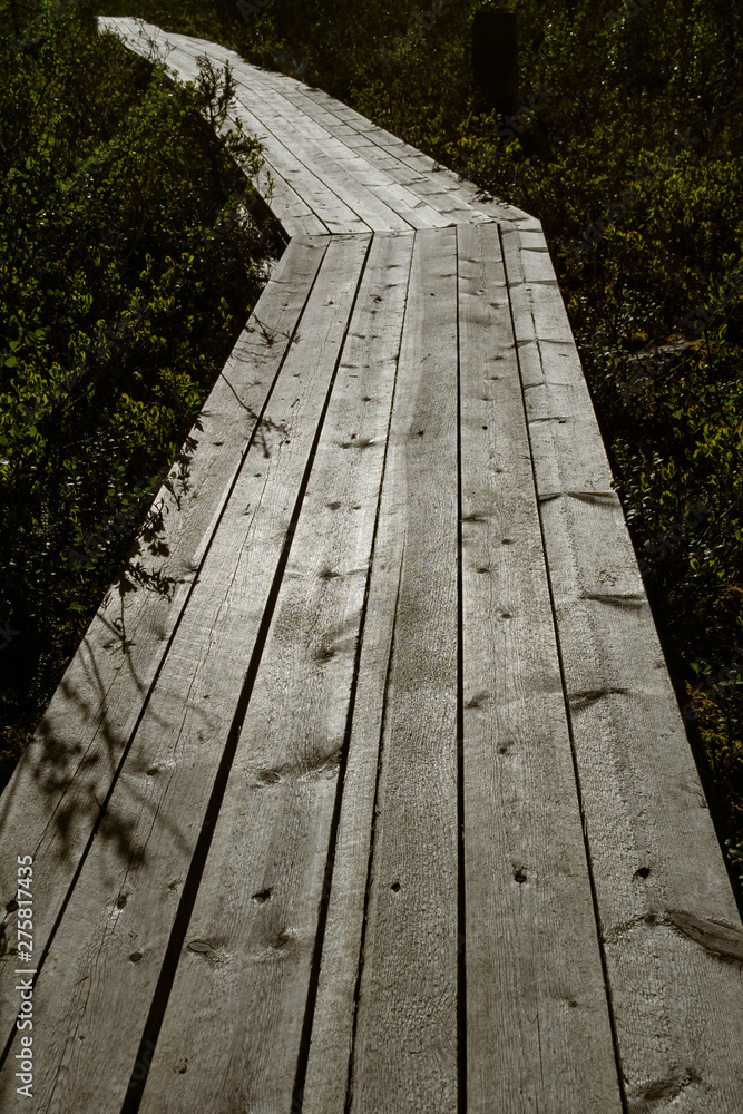 Wooden platform across the northern taiga Wooden platform across the northern taiga