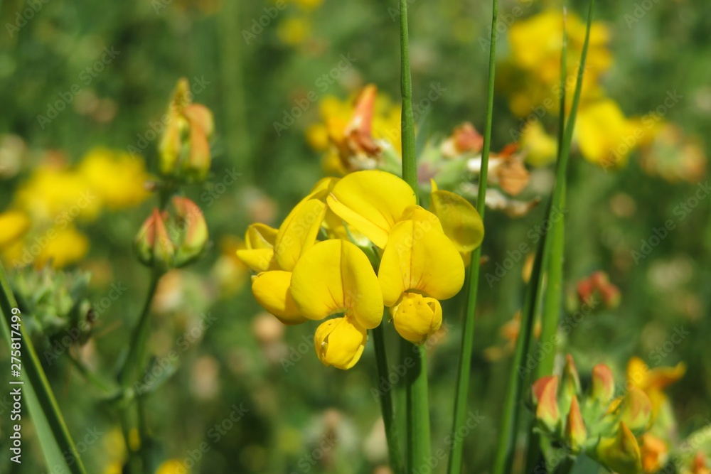 Obraz premium Lotus corniculatus flowers in the meadow, closeup
