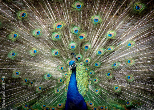 Close up of peacock with feathers out