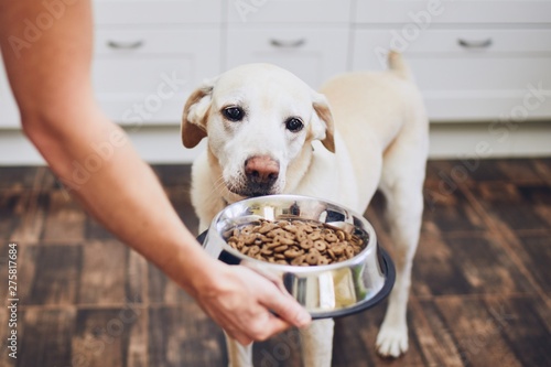 Dog waiting for feeding