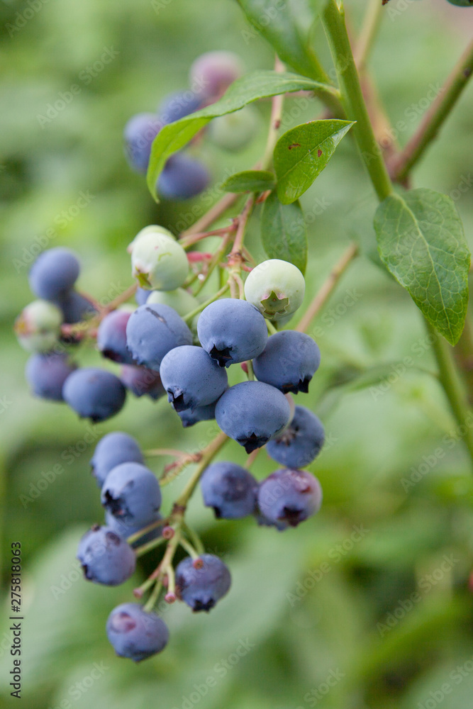 blueberries