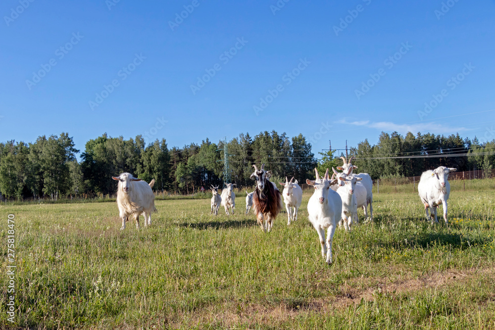 Free-range white goat family running in sustainable organic farm with green fields under blue sky