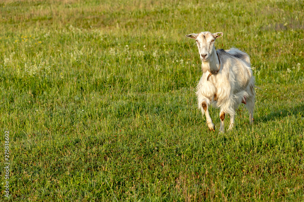 Fototapeta premium Background with Free-range white goat in sustainable organic farm with green fields under blue sky