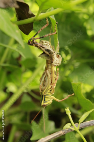 Reborn grasshopper.