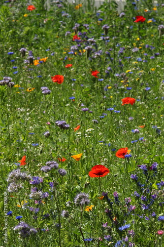 colorful flowers in the summer on a flower meadow