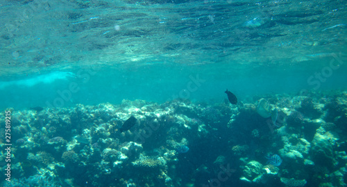 sea fish near coral, underwater