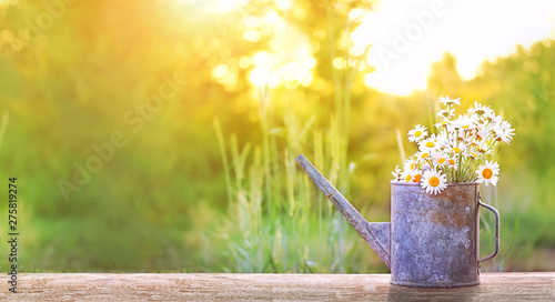 Fototapeta Naklejka Na Ścianę i Meble -  bouquet of daisies in watering can, summer sunny garden. Summer time season concept. beautiful still life of watering can and chamomile flowers in sunlight. inspiration image. banner, copy space