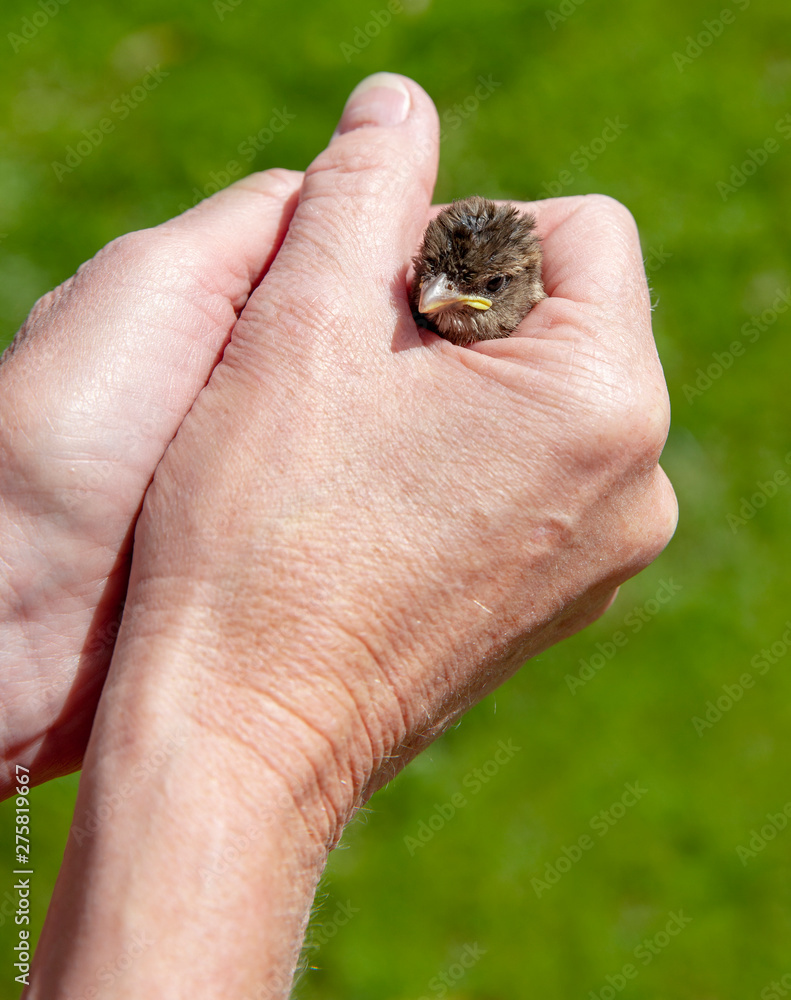 Spatz in der Hand