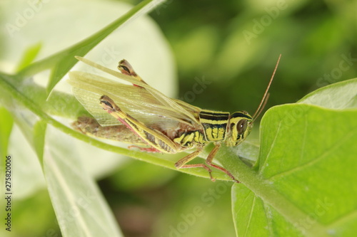 New born grasshopper