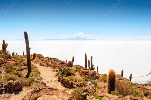 Big cactus on Incahuasi island, Salar de Uyuni salt flat, Altiplano, Bolivia. South America landscapes