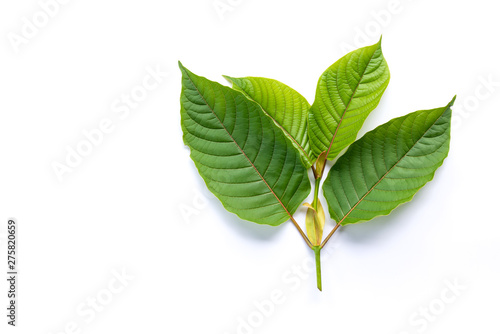 Leaves of Kratom or mitragynine on white background isolated