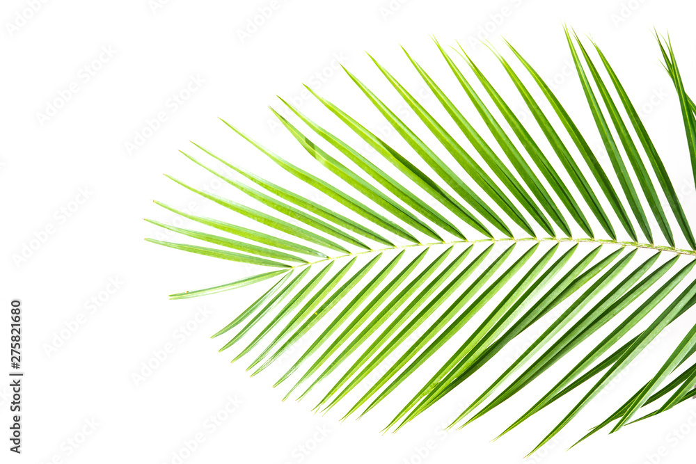 Fototapeta premium palm leaves on a white wall.Green leaves of palm tree
