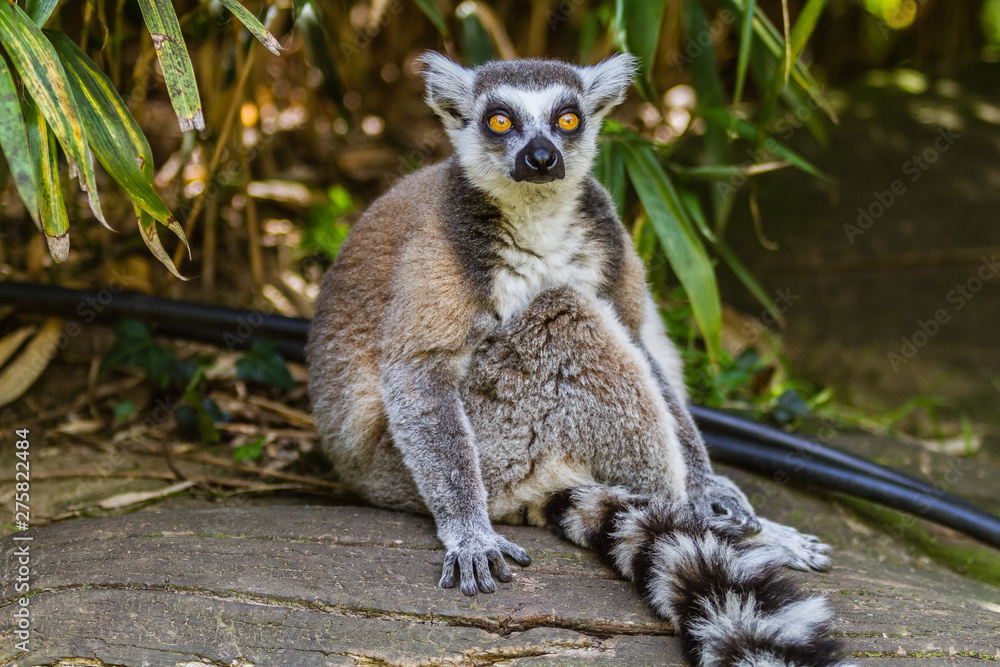 Obraz premium Zoo de la Flèche - Lémur catta