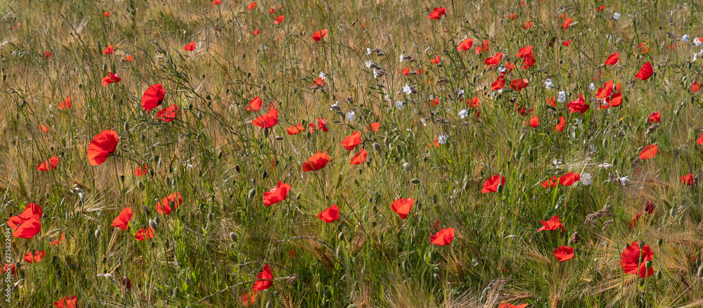 Wheat field with poppies