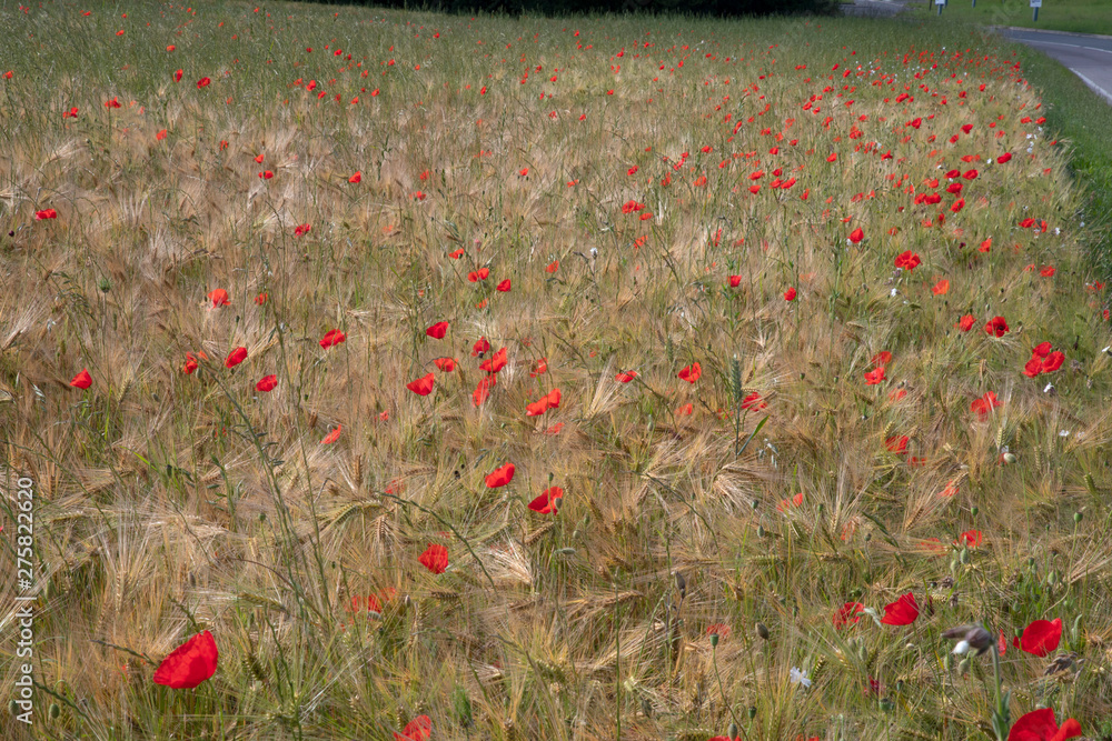 Fototapeta premium Wheat field with poppies