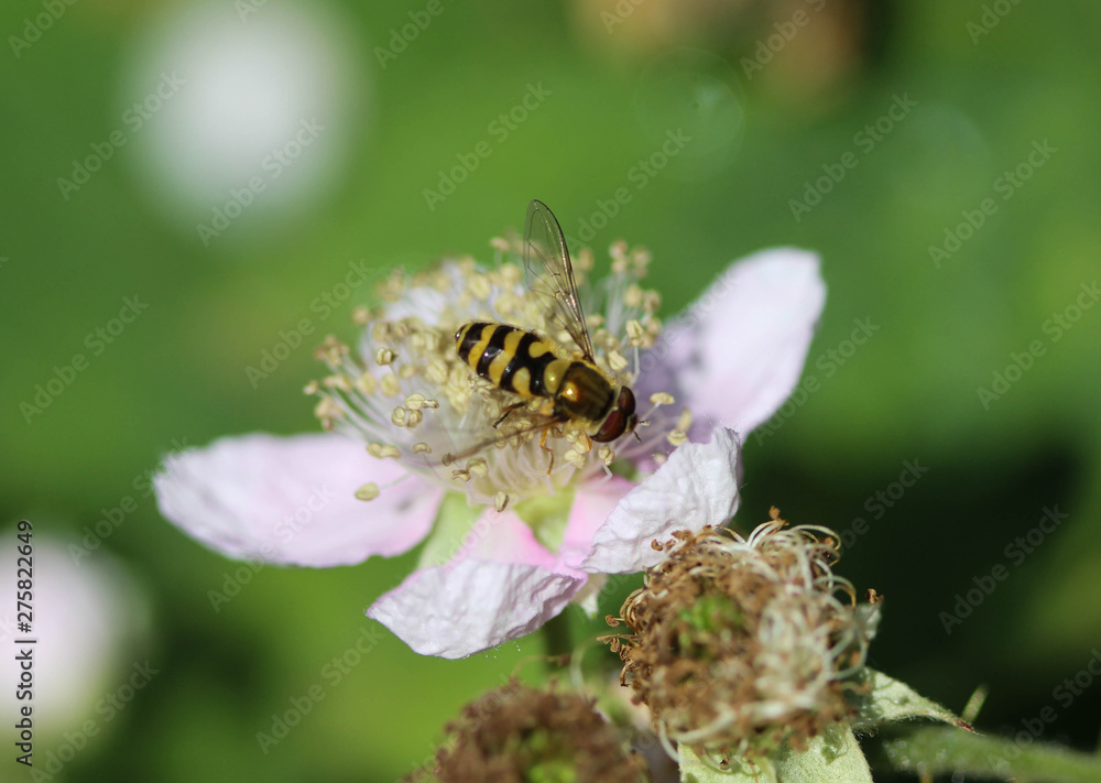 Syrphus ribesii, a very common European species of hoverfly, sitting on a flower Syrphus ribesii, a very common European species of hoverfly, sitting on a flower