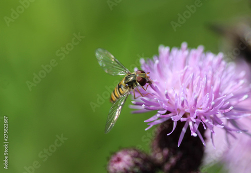 marmalade hoverfly or Episyrphus balteatus sitting on flower in the garden