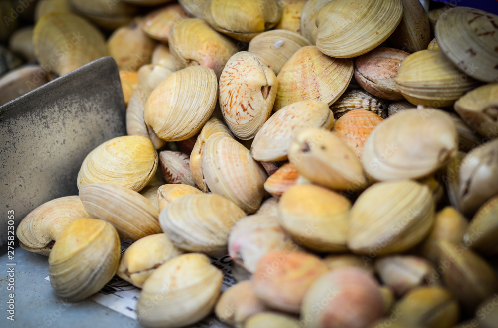 fresh seafood within the fish market in Spain - octopus, shells, shrimps, fish, oysters, lobster fresh seafood within the fish market in Spain - octopus, shells, shrimps, fish, oysters, lobster