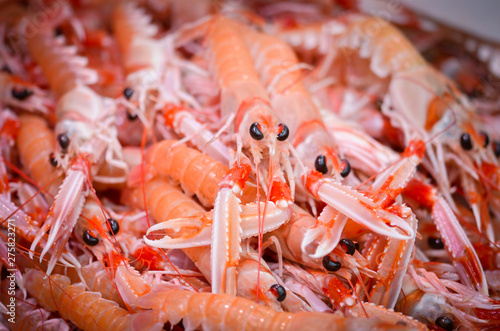 fresh seafood within the fish market in Spain - octopus, shells, shrimps, fish, oysters, lobster 