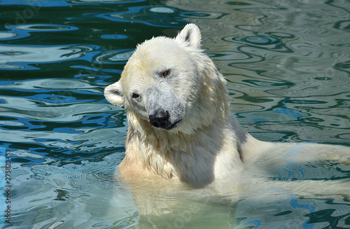 polar bear in water
