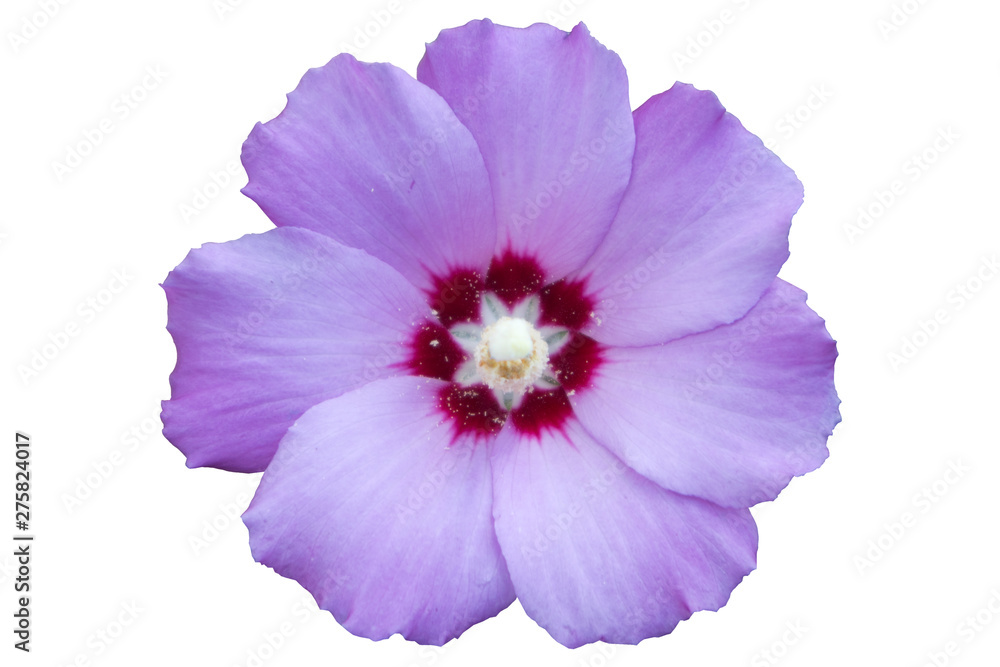 Syrian ketmia pale violet rose of Sharon 'Hamabo' flower isolated on white Syrian ketmia pale violet rose of Sharon 'Hamabo' flower isolated on white