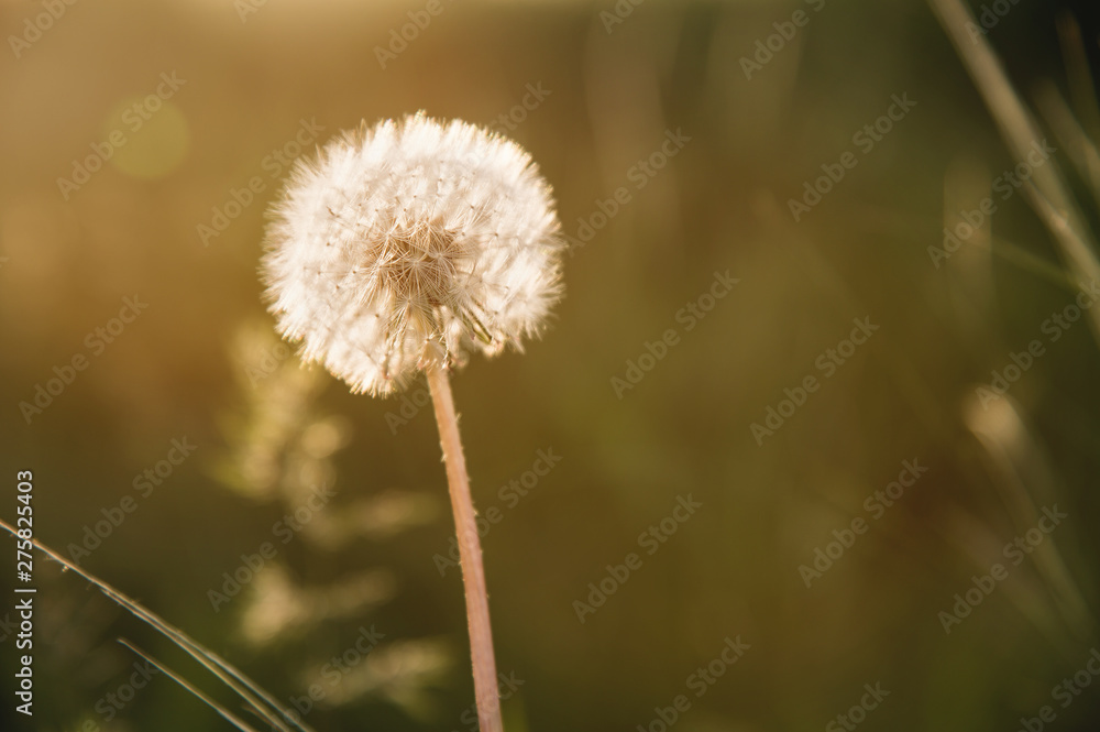 Fototapeta premium Transparent dandelion seed head at sunset in green grass close-up with highlights from the sun