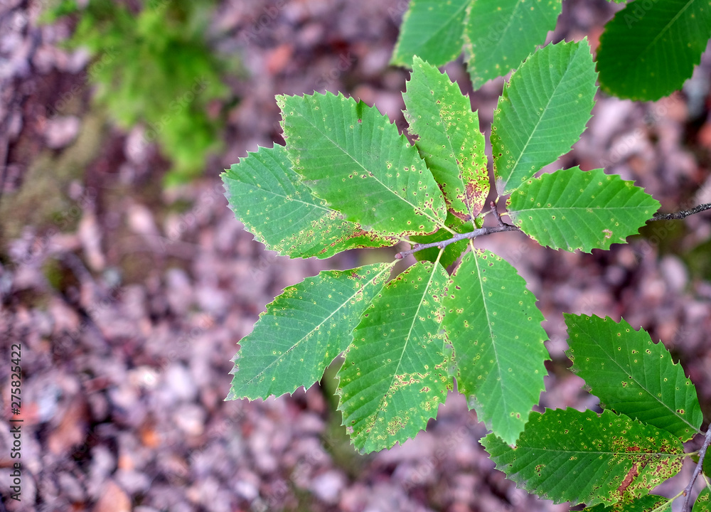 Fresh green leaves in a park, fallen brown foliage of autumn in blurred background. Fresh green leaves in a park, fallen brown foliage of autumn in blurred background.