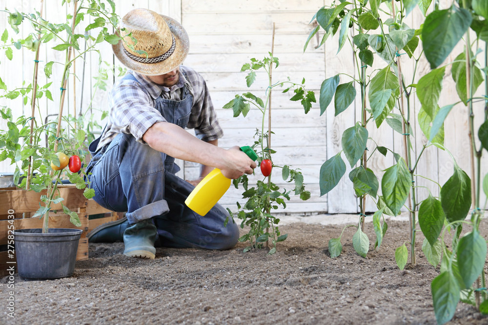 man in vegetable garden sprays pesticide on leaf of tomato plants, care of plants for growth concept - obrazy, fototapety, plakaty 