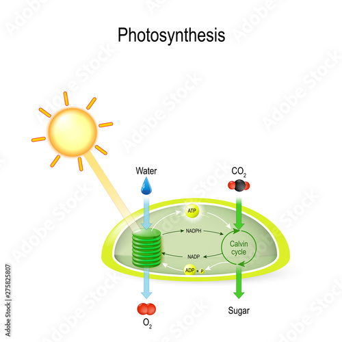 photosynthesis in a chloroplast